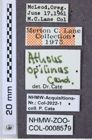 Etiketten zu Athous opilinus (NHMW-ZOO-COL-0008579)